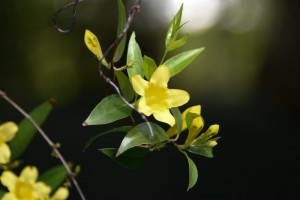 20170507　カロライナジャスミンの花 (3)